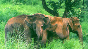 Elephant Thekkady